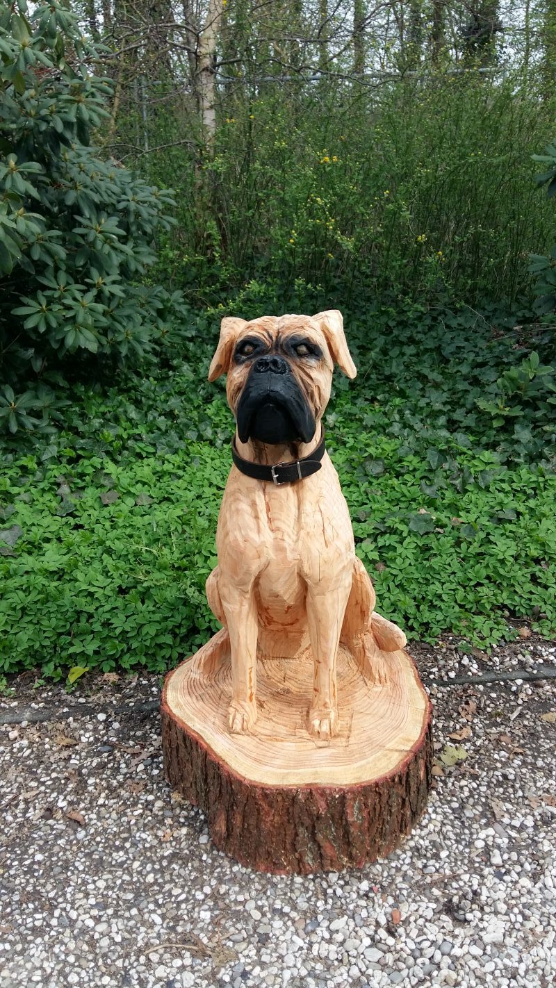 Hond, Boxer